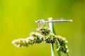 A White-legged Damselfly Platycnemis pennipes perched on a cocksfoot grass seedhead Royalty Free Stock Photo