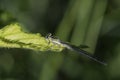 White-legged Damselfly - Platycnemis pennipes Royalty Free Stock Photo