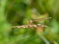 White-legged damselfy female Platycnemis pennipes sitting on grass