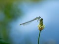 White-legged damselfy Platycnemis pennipes sitting on flower