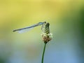 White-legged damselfy Platycnemis pennipes sitting on flower