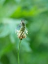 White-legged damselfy Platycnemis pennipes sitting on flower