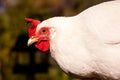 White Leghorn Chicken