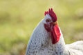 White Leghorn chicken closeup green background copy space Royalty Free Stock Photo