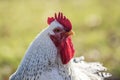 White Leghorn chicken closeup green background copy space Royalty Free Stock Photo