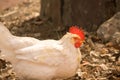 White Leghorn Chicken