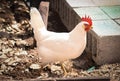 White Leghorn Chicken In Yard Royalty Free Stock Photo