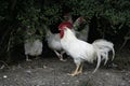 White leghorn