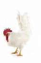 COQ LEGHORN