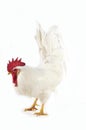 White Leghorn, Domestic Chicken, Cockerel against White Background Royalty Free Stock Photo