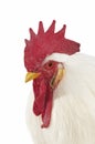 White Leghorn, Domestic Chicken, Portrait of Cockerel against White Background Royalty Free Stock Photo