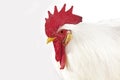 White Leghorn, Domestic Chicken, Portrait of Cockerel against White Background Royalty Free Stock Photo