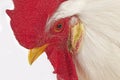White Leghorn, Domestic Chicken, Portrait of Cockerel against White Background Royalty Free Stock Photo