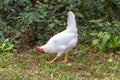 White leghorn hen chicken foraging