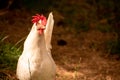 White leghorn hen Royalty Free Stock Photo