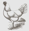 White Leghorn hen in side view