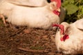 White leghorn hens Royalty Free Stock Photo