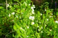 White legume blooming on a farm bed Royalty Free Stock Photo