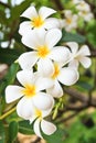 White lelawadee flower Royalty Free Stock Photo