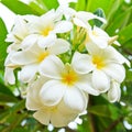 White lelawadee flower Royalty Free Stock Photo