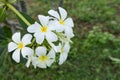 White lelawadee flower Royalty Free Stock Photo