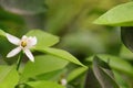 A white lemon flower blooming in garden