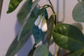 white lemon flower in a blossom