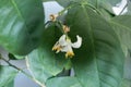 white lemon flower in a blossom