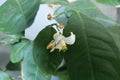 white lemon flower in a blossom