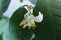 white lemon flower in a blossom