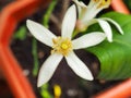 White lemon-tree bloom with yellow center