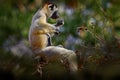 White lemur sitting on the forest tree. Wildlife Madagascar, Kirindy Forest, Madagascar. Sifaka on the tree.