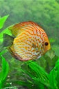 White leopard discus fish Royalty Free Stock Photo