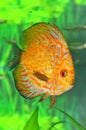 White leopard discus fish Royalty Free Stock Photo