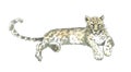 White Leopard,jaguar cat watercolor illustration animal