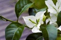 White lesser bougainvillea