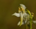 White lesser butterfly orchid, platanthera bifolia