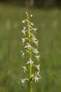 White lesser butterfly orchid - platanthera bifolia