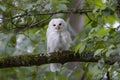 White Leucistic Barred Owl bird Royalty Free Stock Photo