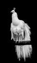 A white leucistic peacock perched on a branch with black background Royalty Free Stock Photo