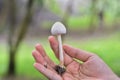 The white Leucocoprinus fungus grows on dead wood