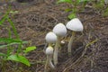 The white Leucocoprinus fungus grows on dead wood