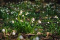 White leucojum flowers in a spring fores