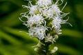 White liatris