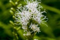 White liatris