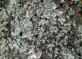 White lichen on the birch bark, background. Royalty Free Stock Photo