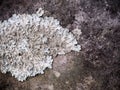 White Lichen fungi growing on rough rock surface