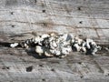 White Lichen grows on wood railroad tie in Adirondacks Royalty Free Stock Photo