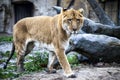 White liger for a walk in the zoo aviary. Ligr. A hybrid of a lion and a tiger. A large male ligra. Royalty Free Stock Photo