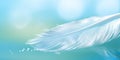 White light airy soft bird feather with clean fresh water drops on bluish background.